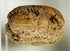 Authentic Ancient Egyptian carved steatite scarab amulet from New Kingdom to Late Period