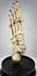 Close-up of antique human foot bones showing aged surface patina, anatomical structure and metal articulation hardware