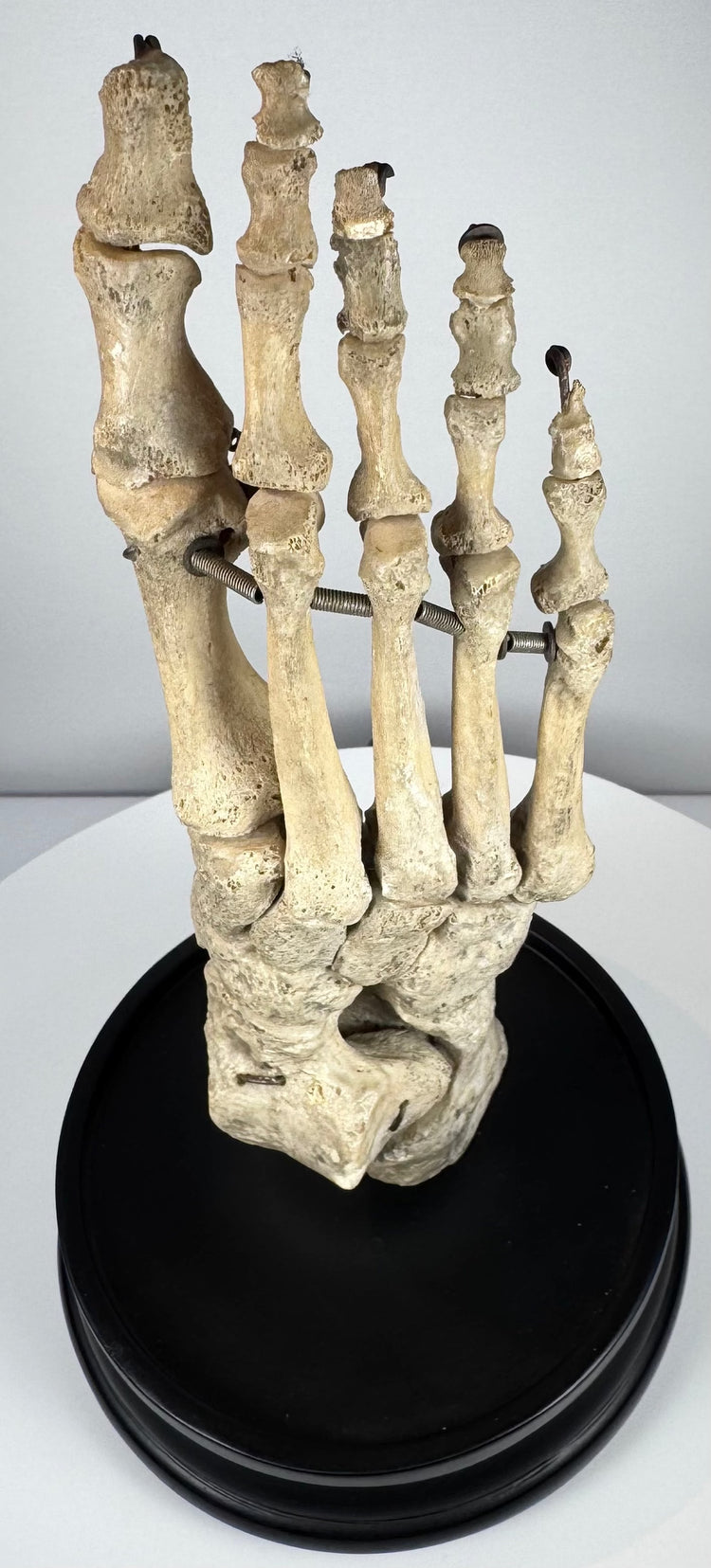 Front view of antique human foot skeleton showing articulated toe, metatarsal, tarsal and ankle bones