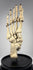 Adam, Rouilly & Co. articulated human foot skeleton used for medical anatomy education and scientific study
