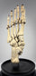 Adam, Rouilly & Co. articulated human foot skeleton used for medical anatomy education and scientific study