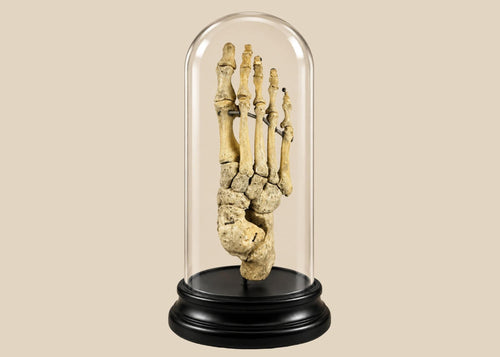Antique human foot skeleton under glass dome by Adam, Rouilly & Co., London, early 20th century medical teaching specimen