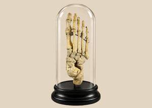 Authentic Human Skeletal Foot in Glass Dome | Antique Medical Specimen by Adam Rouilly Co. | Circa Early 20th Century