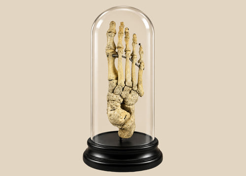 Antique human foot skeleton under glass dome by Adam, Rouilly & Co., London, early 20th century medical teaching specimen