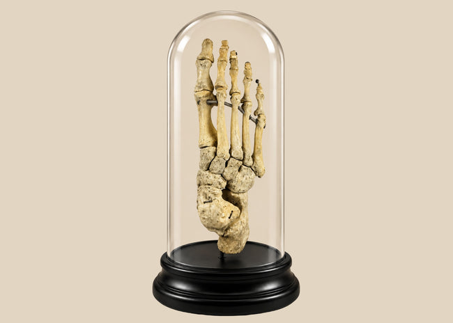 Antique human foot skeleton under glass dome by Adam, Rouilly &amp; Co., London, early 20th century medical teaching specimen