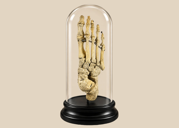 Antique human foot skeleton under glass dome by Adam, Rouilly & Co., London, early 20th century medical teaching specimen