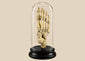 Antique human foot skeleton under glass dome by Adam, Rouilly & Co., London, early 20th century medical teaching specimen