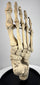 Antique human foot anatomy display beneath protective glass dome on black hardwood base, circa 1900–1930
