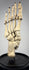Three-quarter view of antique human foot skeleton prepared as an anatomical teaching model in early 20th century London