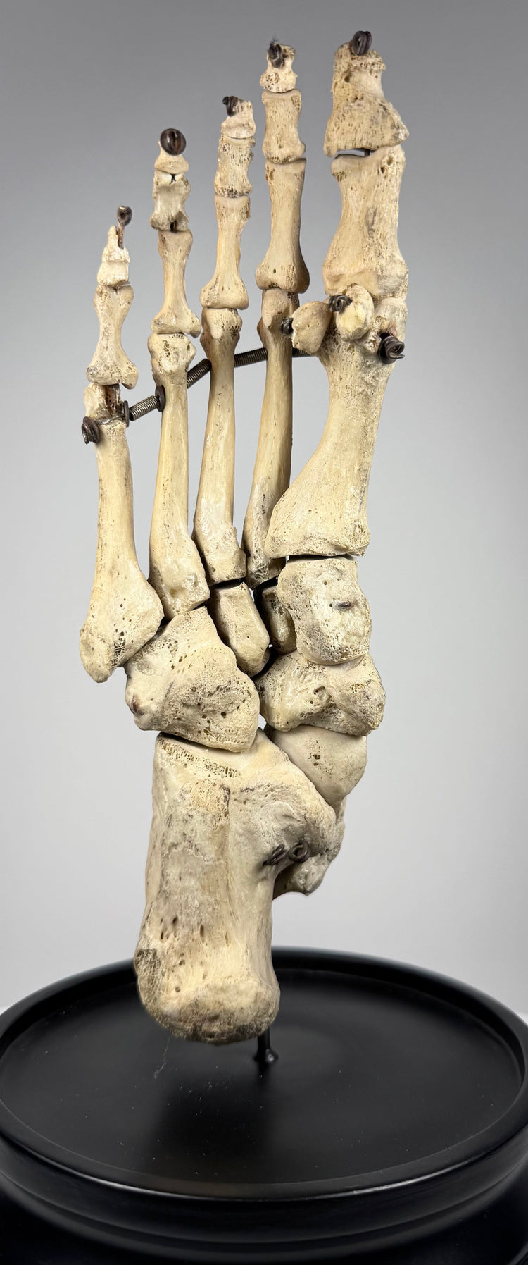 Three-quarter view of antique human foot skeleton prepared as an anatomical teaching model in early 20th century London
