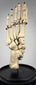 Three-quarter view of antique human foot skeleton prepared as an anatomical teaching model in early 20th century London