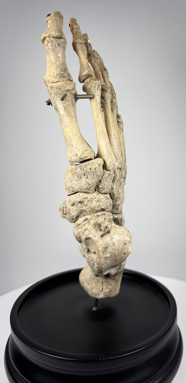 Museum-quality human skeletal foot specimen from London mounted for anatomical study and educational display