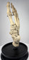 Museum-quality human skeletal foot specimen from London mounted for anatomical study and educational display