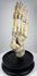Antique British anatomical foot skeleton with natural bone patina and original articulation wiring, circa 1900–1930