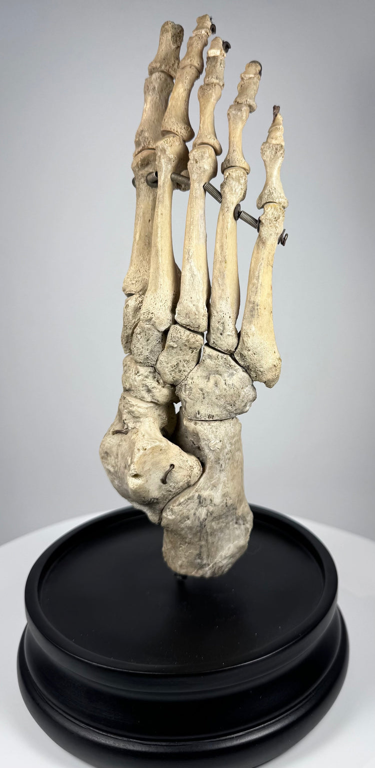 Antique British anatomical foot skeleton with natural bone patina and original articulation wiring, circa 1900–1930