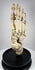 Side view of articulated human skeletal foot medical specimen by Adam, Rouilly & Co. of Fitzroy Square, London