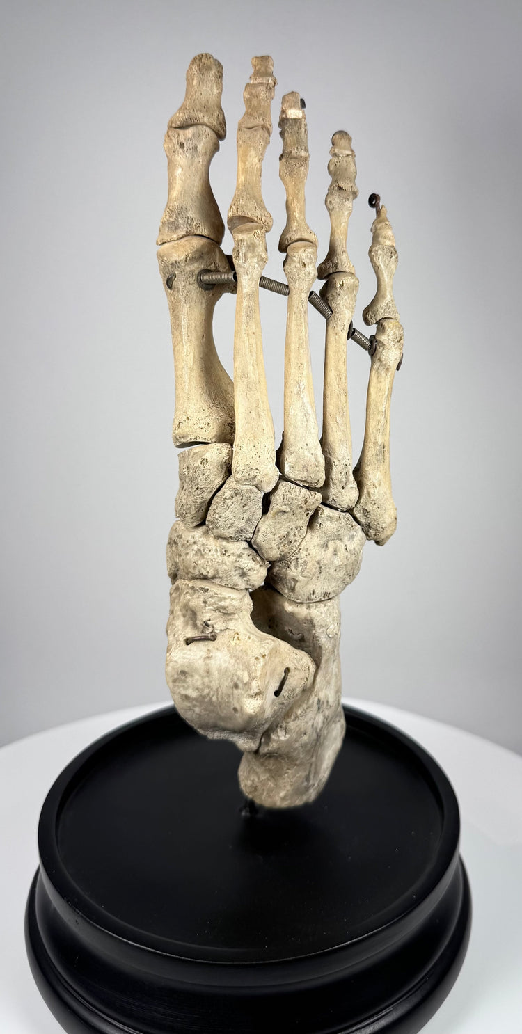 Side view of articulated human skeletal foot medical specimen by Adam, Rouilly & Co. of Fitzroy Square, London