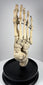 Side view of articulated human skeletal foot medical specimen by Adam, Rouilly & Co. of Fitzroy Square, London