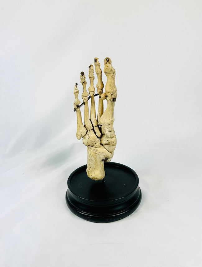 Early 20th-century articulated human foot skeleton mounted under a glass dome on a black hardwood base, prepared by Adam Rouilly &amp; Co. of London — medical teaching specimen rotating for display.