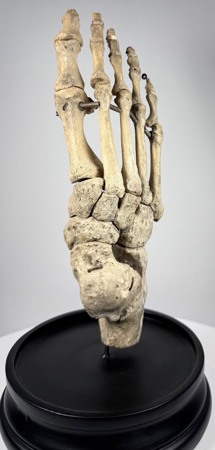 Early 20th century British osteological specimen featuring a complete articulated human foot and ankle skeleton