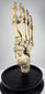 Early 20th century British osteological specimen featuring a complete articulated human foot and ankle skeleton