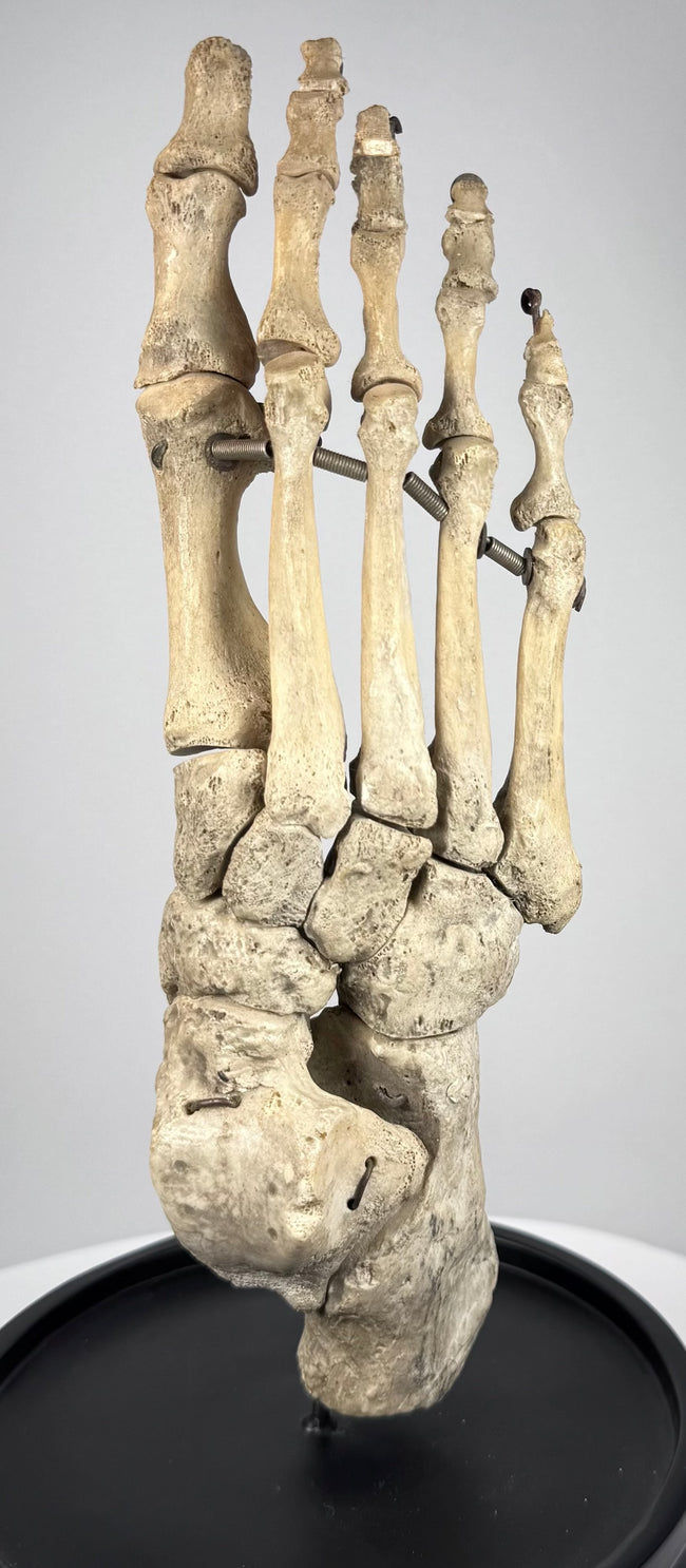 Early 20th century articulated human skeletal foot mounted on hardwood base for anatomical and medical education