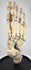 Early 20th century articulated human skeletal foot mounted on hardwood base for anatomical and medical education