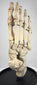 Early 20th century articulated human skeletal foot mounted on hardwood base for anatomical and medical education