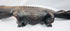 Close-up of carved Malian crocodile head with inserted teeth and geometric decoration
