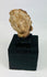 Archaic terracotta or stone head fragment from the ancient Mediterranean, display-mounted collectible
