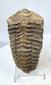 Large trilobite fossil showing detailed cephalon thorax and segmented exoskeleton