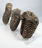 Three Paleozoic trilobite fossils displayed at an angled side view