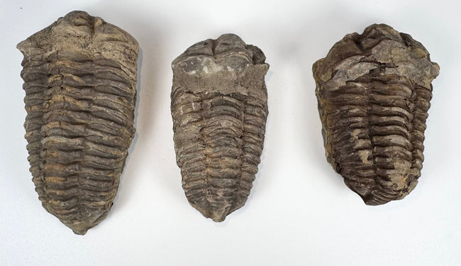 Three prehistoric trilobite specimens showing differences in size shape and preservation
