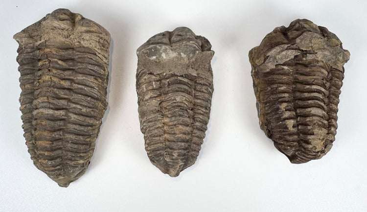 Three prehistoric trilobite specimens showing differences in size shape and preservation