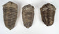 Three prehistoric trilobite specimens showing differences in size shape and preservation