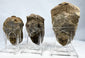 Rear view of three trilobite fossils showing original sedimentary stone matrix