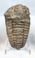 Fossil trilobite specimen with preserved body segmentation and sedimentary matrix