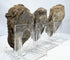 Side profile of fossilized trilobites showing raised exoskeleton preservation