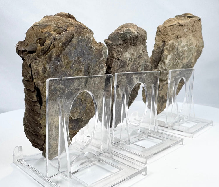Side profile of fossilized trilobites showing raised exoskeleton preservation