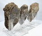 Side profile of fossilized trilobites showing raised exoskeleton preservation