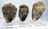 Three genuine trilobite fossils mounted on clear display stands