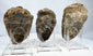 Three genuine trilobite fossils mounted on clear display stands