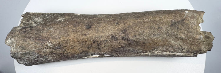 Weathered bone fossil displaying an irregular contour and splintered ends.