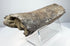 Long fossil bone fragment with a gently curved outline and rough edges.