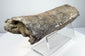 Long fossil bone fragment with a gently curved outline and rough edges.