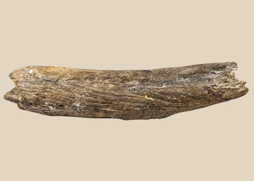 Fossilized theropod dinosaur bone from the Cretaceous Period, approximately 11 inches long, collected in Wyoming, USA, showing natural mineralization and preserved surface texture.