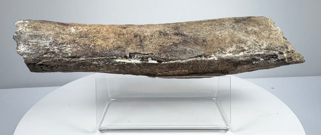 Elongated bone fossil with shallow ridges and cracks along its surface.