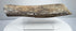 Elongated bone fossil with shallow ridges and cracks along its surface.