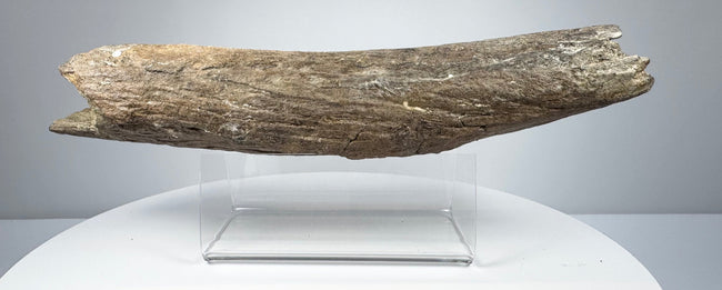 Fossilized bone fragment with mottled brown, grey and cream tones.