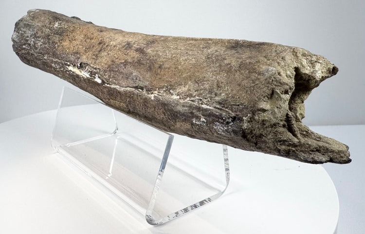 Weathered fossil bone with visible cracks and lighter surface patches.